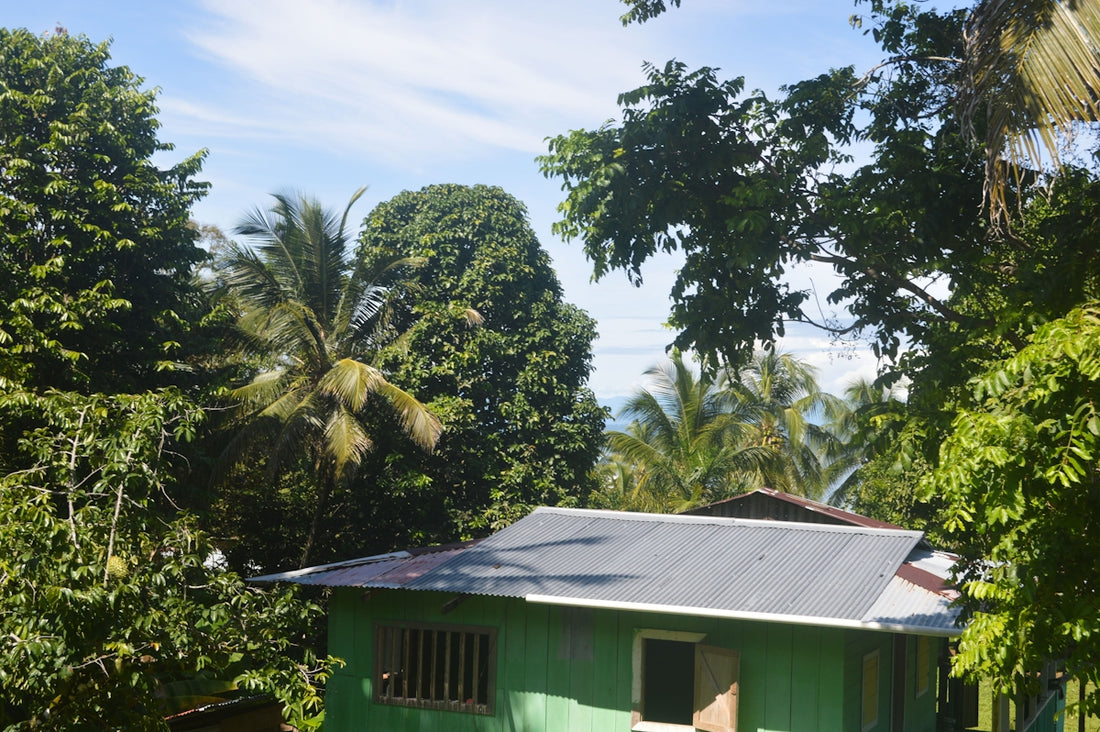 a green house with a metal roof surrounded by trees