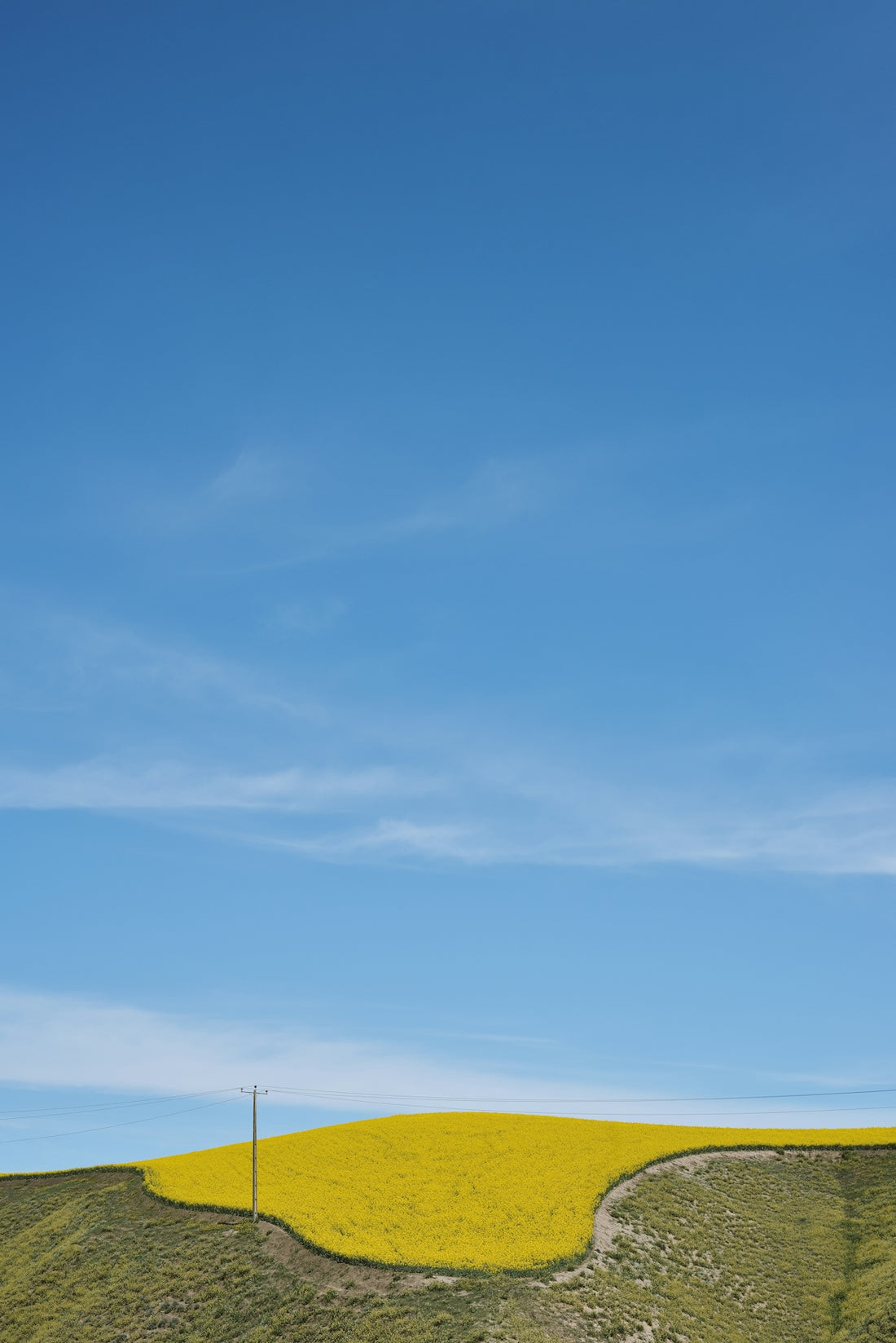 A yellow field with a hill in the background