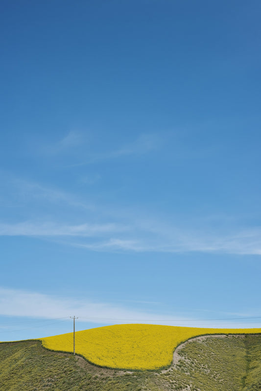 A yellow field with a hill in the background