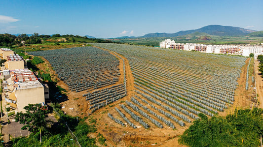 an aerial view of a large field of trees